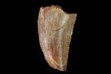 Serrated, Raptor Tooth - Real Dinosaur Tooth #137188-1